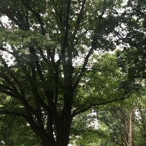 Meet your Posher, D priscilla